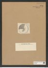 Coscinodiscus impressus Grun. (de-Toni-Nr.: Genus 202, Species 5001) Zeichnungen Sammlung Grunow Nr. 8713 (NHMW-BOT-W0378285)